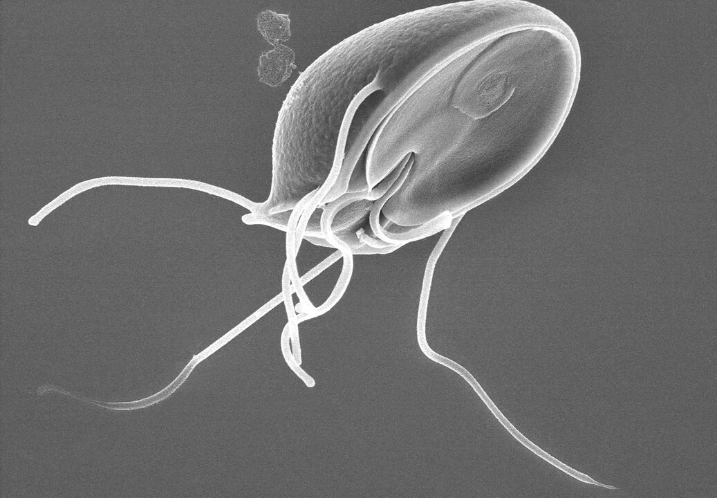 Giardia στο ανθρώπινο σώμα